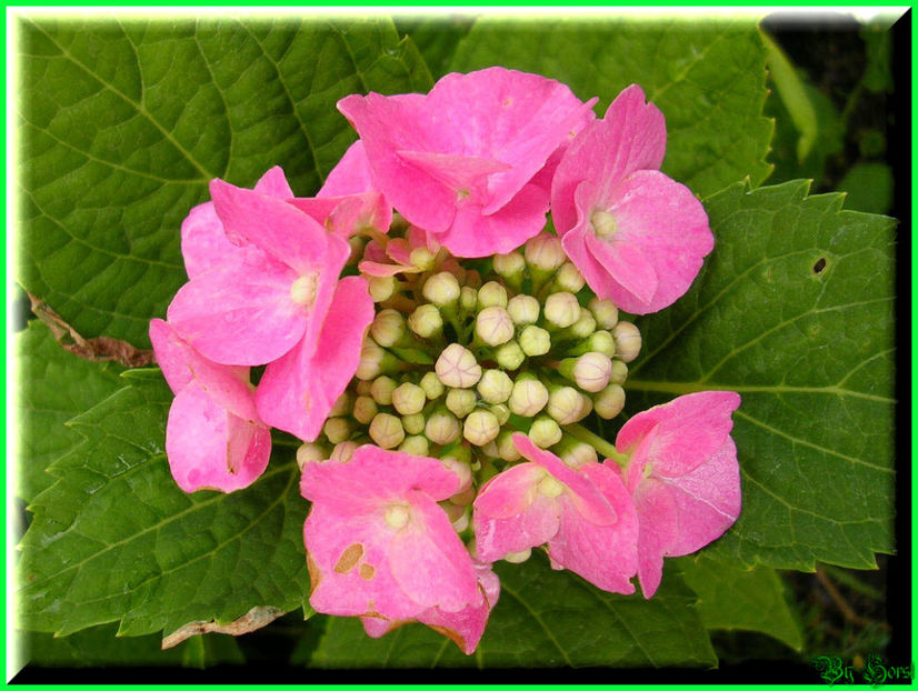 2010.07.17 - Flori 2010