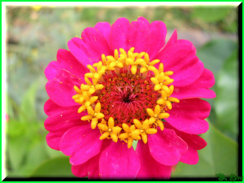 2010.07.17 - Flori 2010