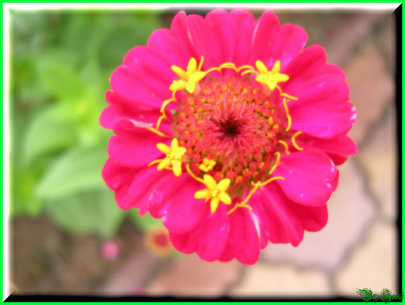 2010.07.17 - Flori 2010