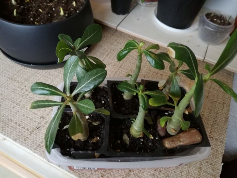 evolutie adenium la11 luni de la semanat - adenium