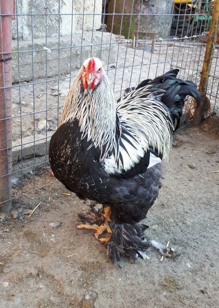  - Brahma potarnichiu albastru silver Orange bobat si HI