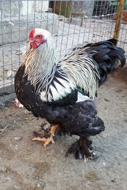  - Brahma potarnichiu albastru silver Orange bobat si HI