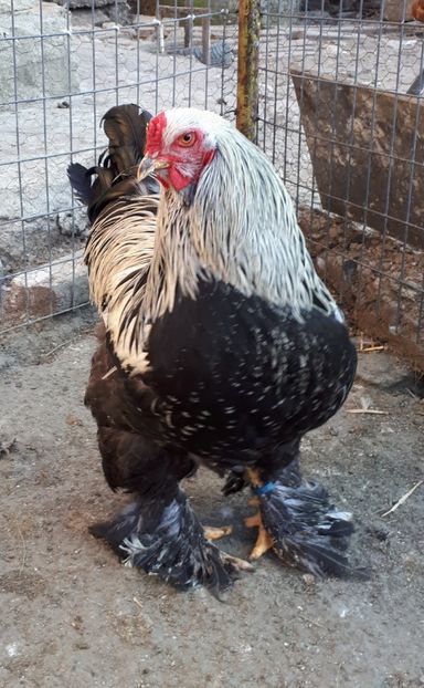  - Brahma potarnichiu albastru silver Orange bobat si HI