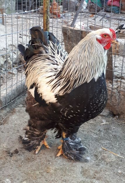  - Brahma potarnichiu albastru silver Orange bobat si HI