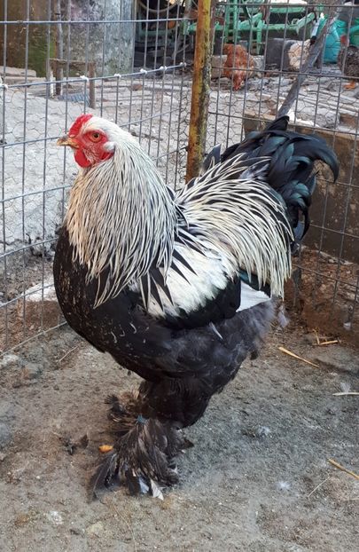  - Brahma potarnichiu albastru silver Orange bobat si HI