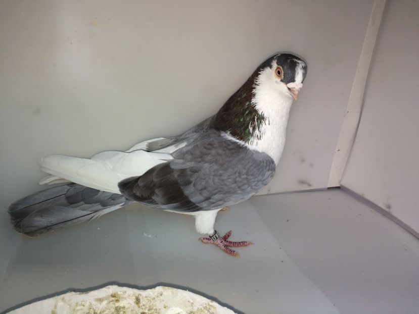 2056  mascul  2014 - Plecați ALBUM 3