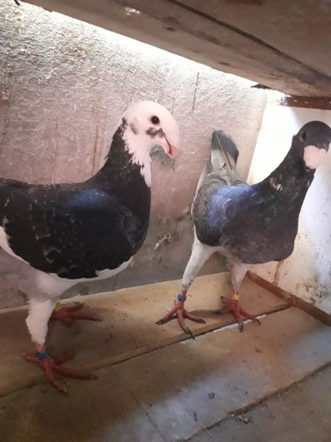  - Porumbei Germani de Frumusete