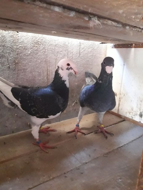  - Porumbei Germani de Frumusete