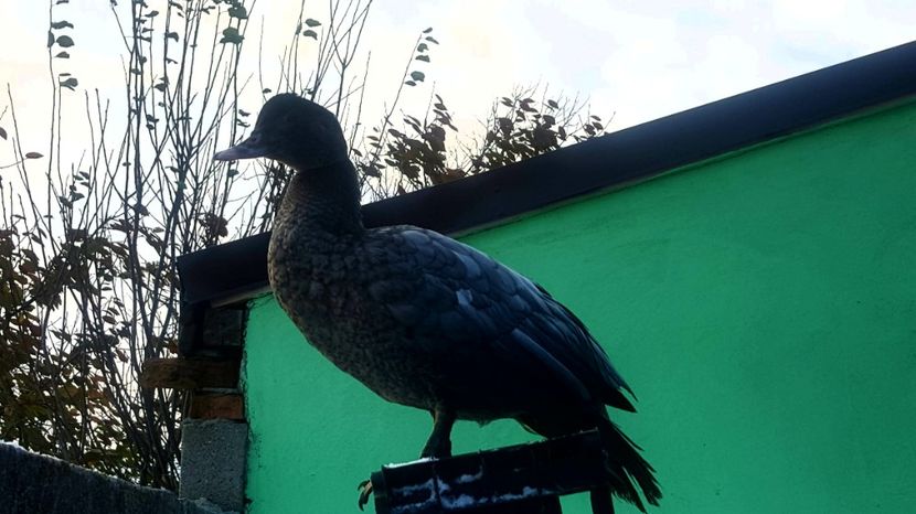 100% 2000robert - Bomboane asortate 2018