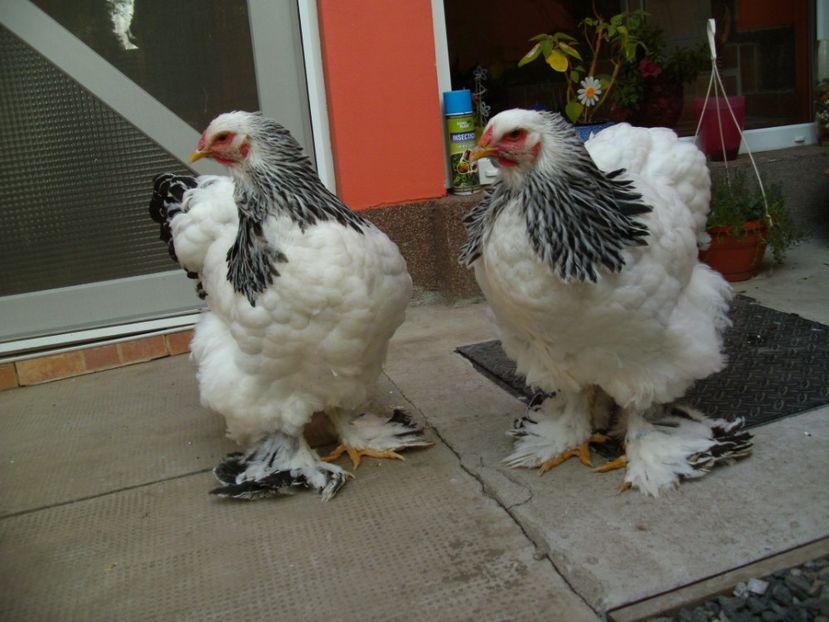 PICT0037 - J-BRAHMA HERMINAT DESCHIS