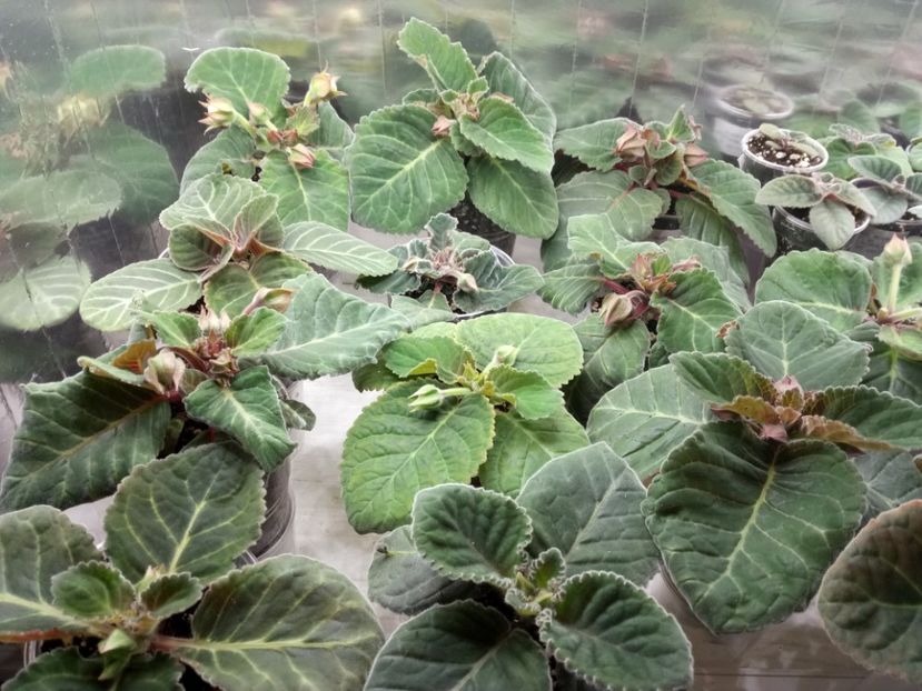 În așteptarea florilor - Gloxinii din semințele obținute de mine 2018-2019