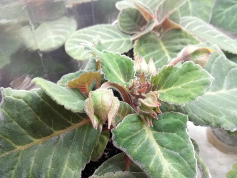  - Gloxinii din semințele obținute de mine 2018-2019