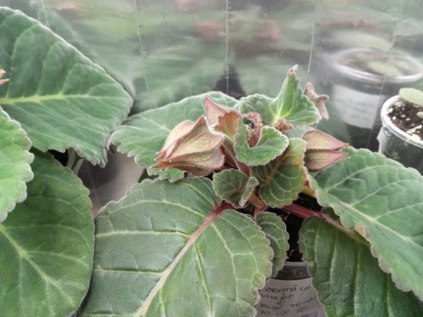  - Gloxinii din semințele obținute de mine 2018-2019