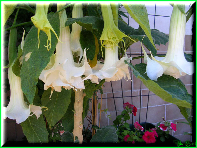 2010.07.17 - Flori 2010