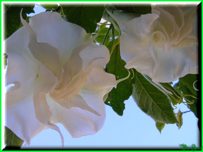 2010.07.17 - Flori 2010