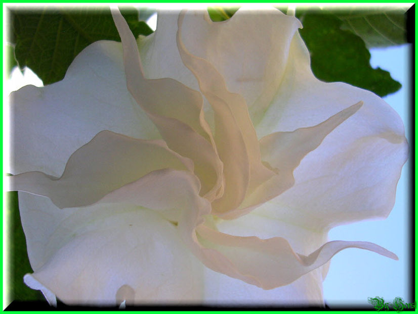 2010.07.17 - Flori 2010