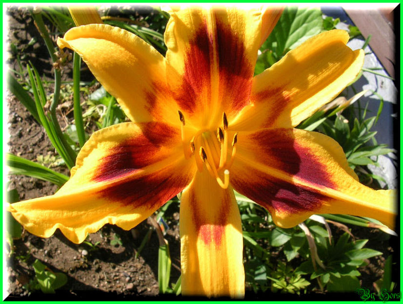 2010.07.17 - Flori 2010