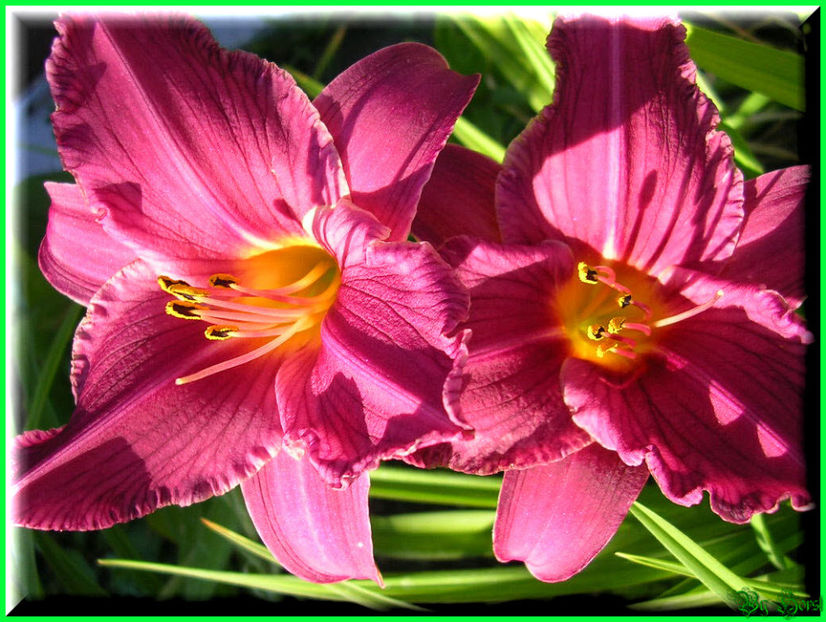 2010.07.17 - Flori 2010