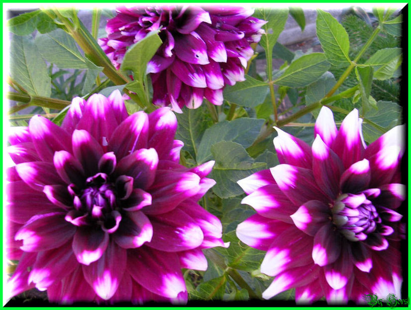 2010.07.17 - Flori 2010