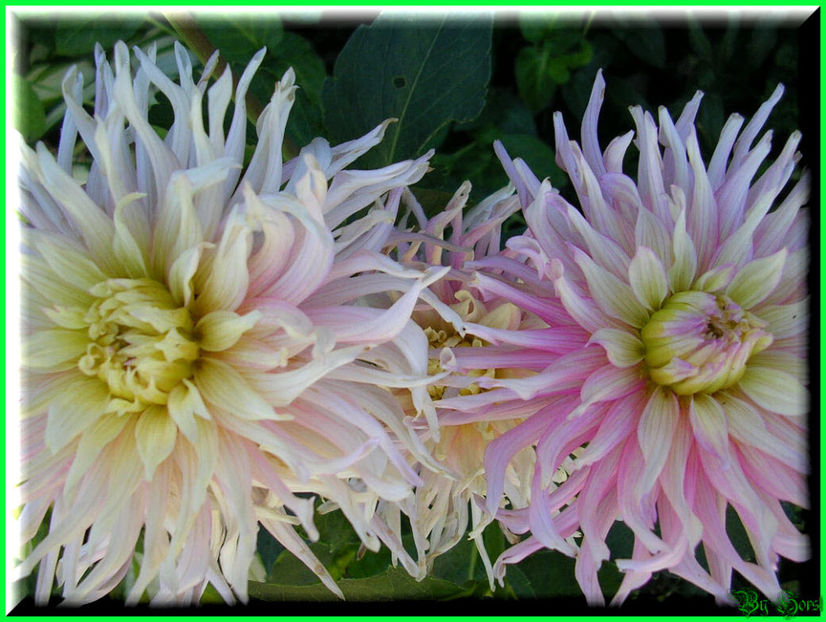 2010.07.17 - Flori 2010