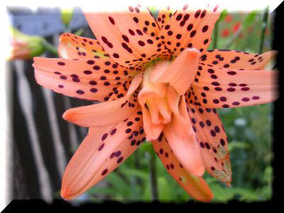 2010.07.17 - Flori 2010