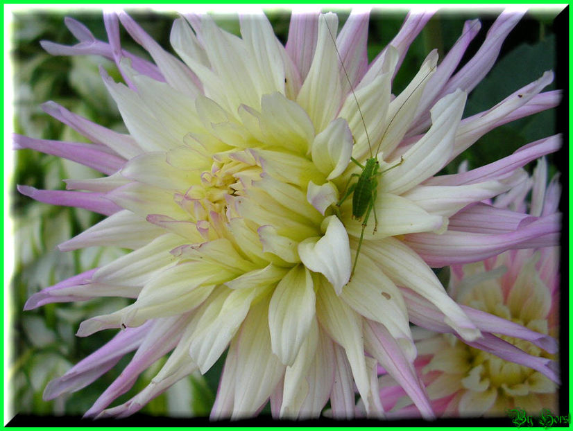 2010.07.17 - Flori 2010