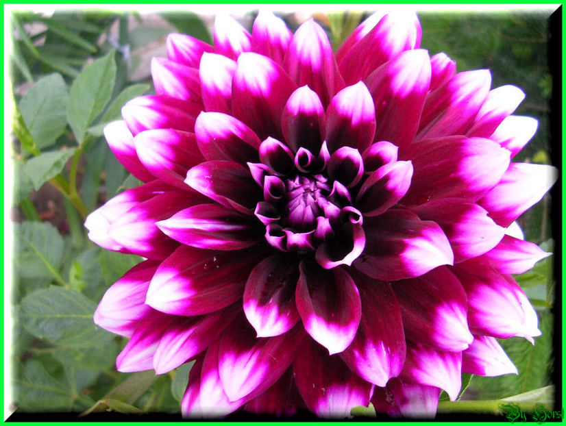 2010.07.17 - Flori 2010