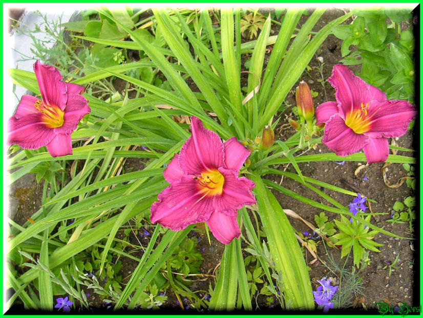 2010.07.17 - Flori 2010