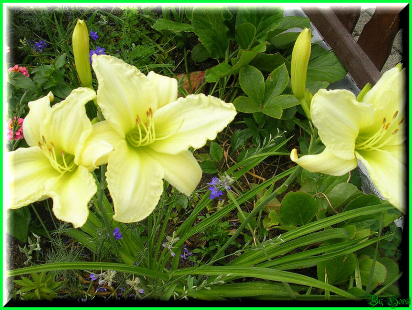 2010.07.17 - Flori 2010