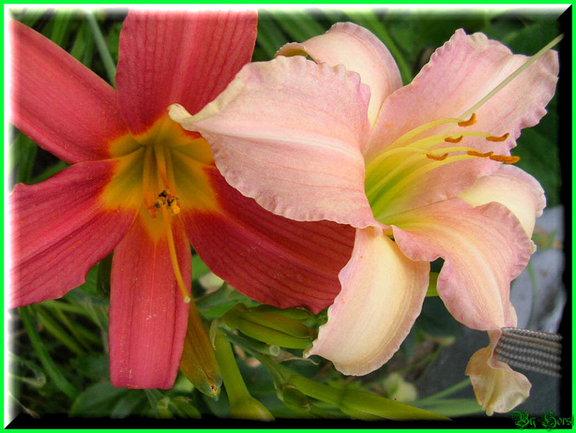 2010.07.17 - Flori 2010