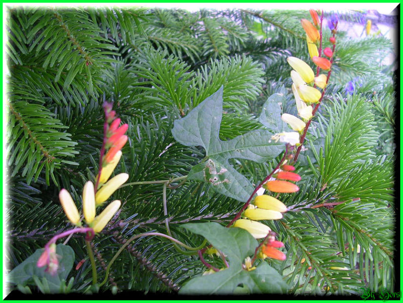 2010.07.17 - Flori 2010