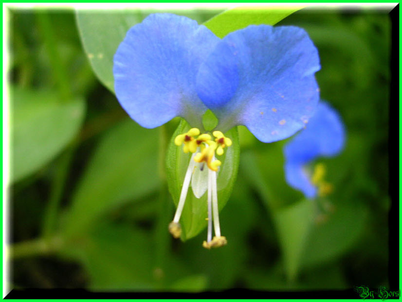 2010.07.28 - Flori 2010