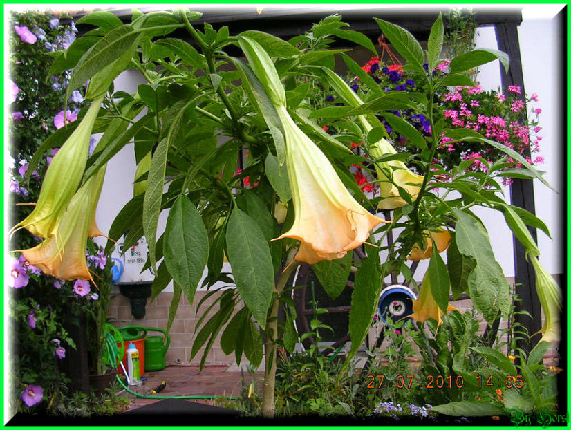 2010.07.28 - Flori 2010