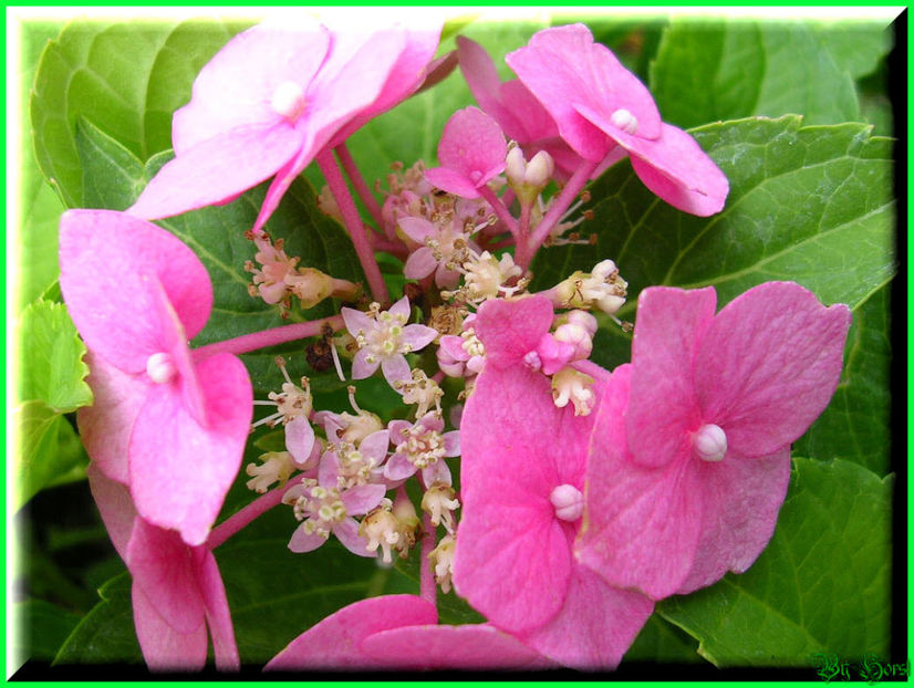 2010.07.28 - Flori 2010