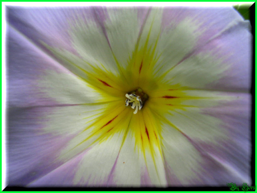 2010.07.28 - Flori 2010