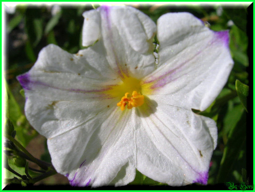 2010.08.08 - Flori 2010