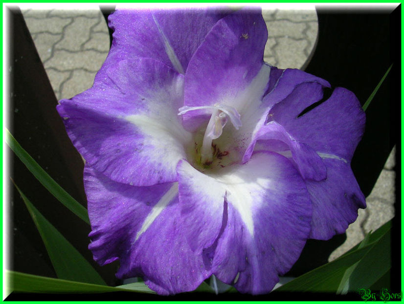 2010.08.08 - Flori 2010