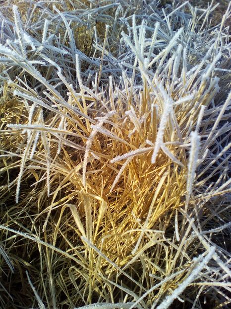  - curtea cu toate cele 2018