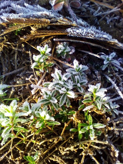  - curtea cu toate cele 2018