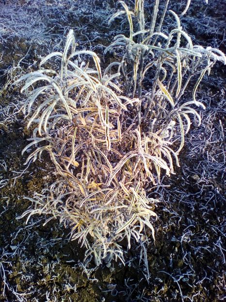  - curtea cu toate cele 2018