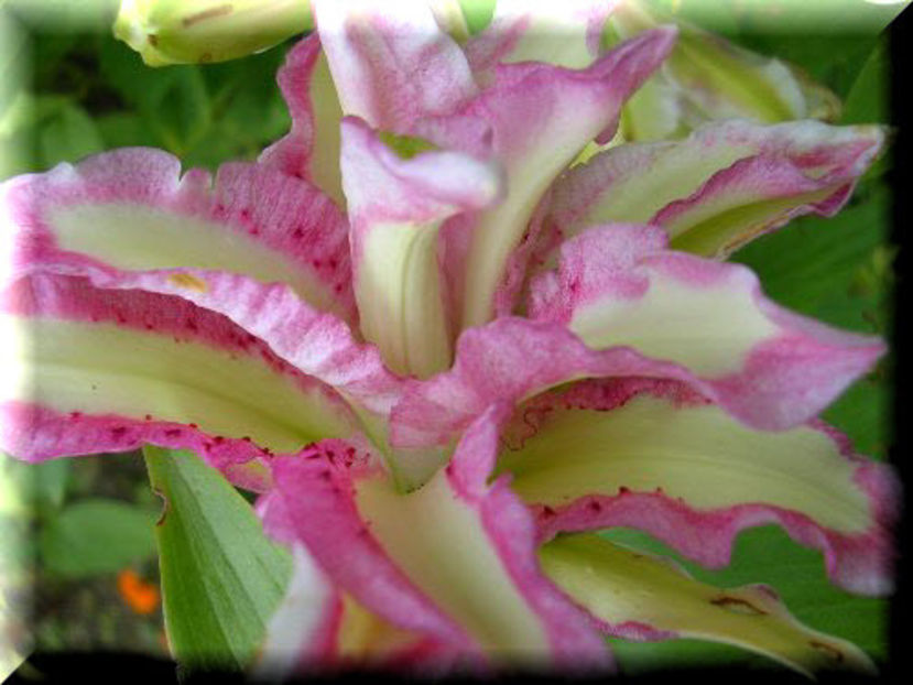 2010.08.08 - Flori 2010