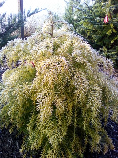  - curtea cu toate cele 2018