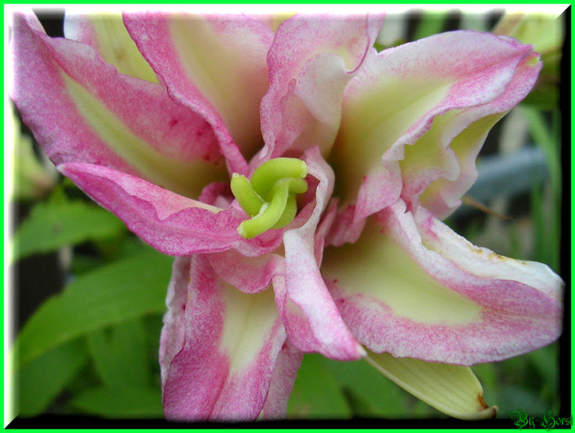 2010.08.08 - Flori 2010