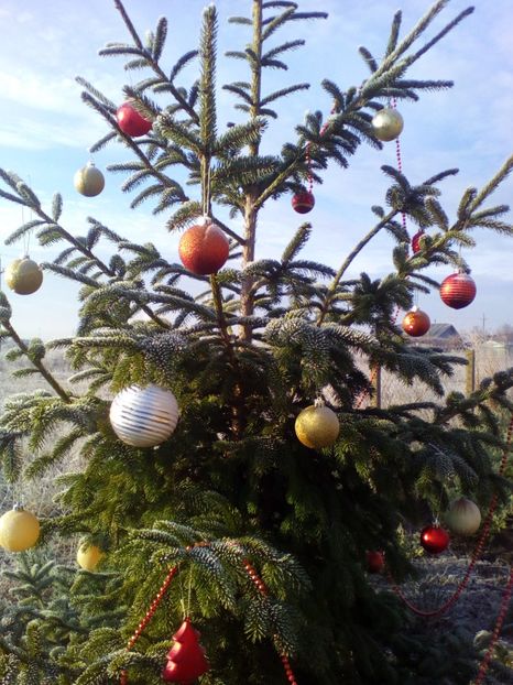  - curtea cu toate cele 2018