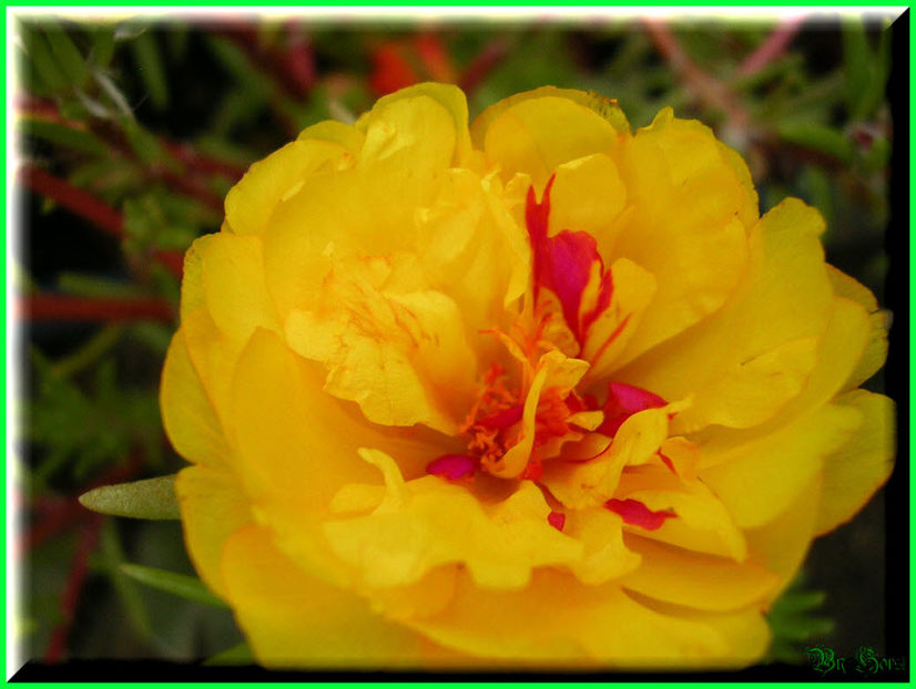 2010.08.08 - Flori 2010