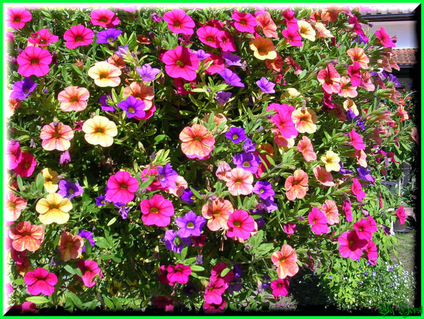 2010.08.08 - Flori 2010