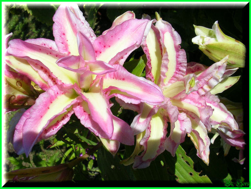 2010.08.08 - Flori 2010