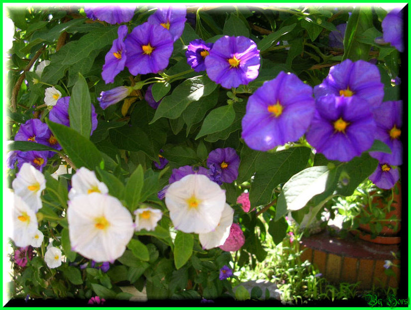 2010.08.08 - Flori 2010