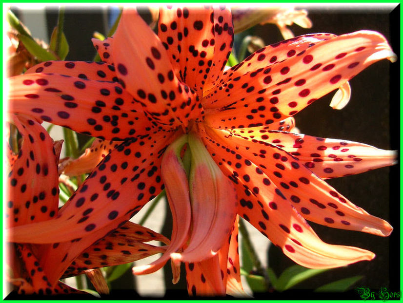 2010.08.08 - Flori 2010