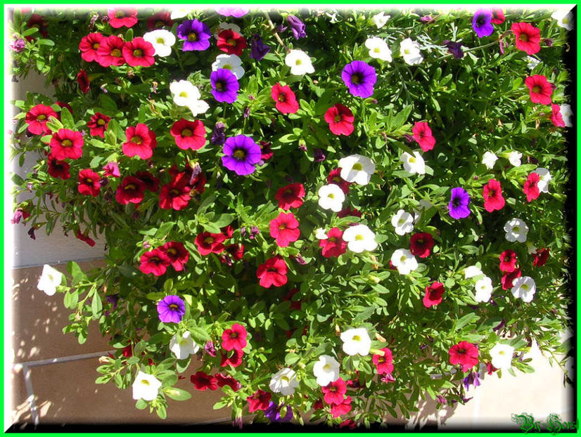 2010.08.08 - Flori 2010